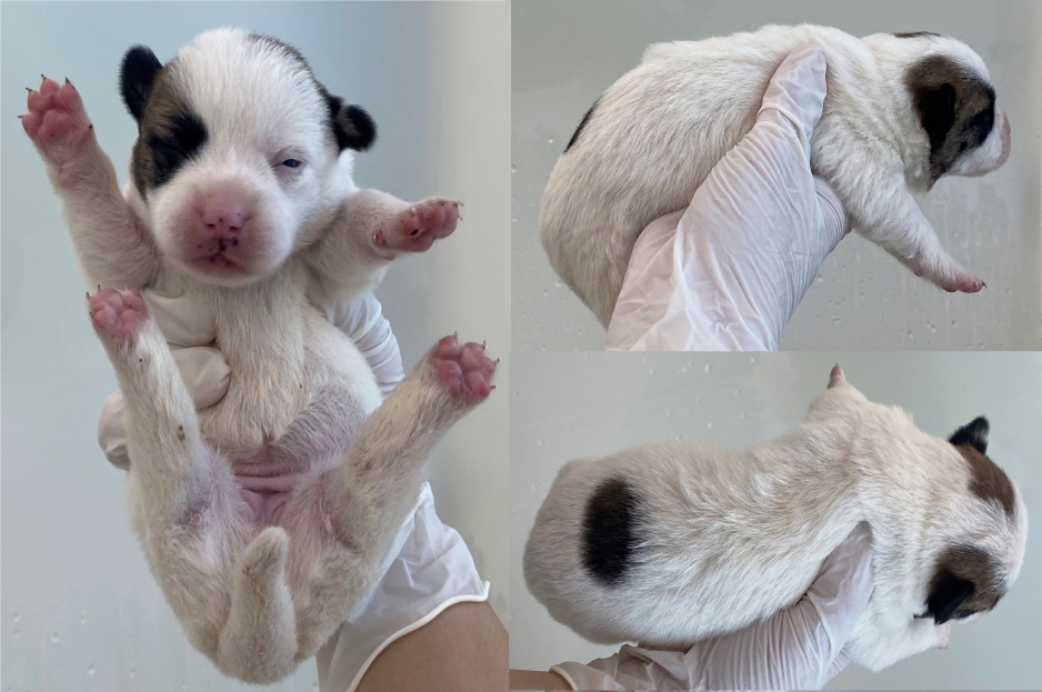 서산시 동물보호센터_444453202300553